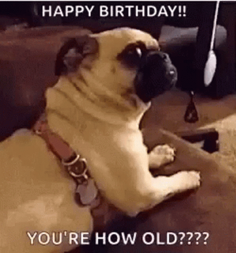 Pug Dog Sitting on Couch Looking at Camera Happy Birthday