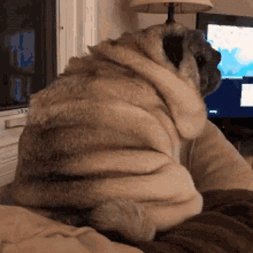 Pug Dog Sitting On Couch With Lamp And TV GIF