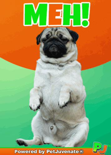 Pug Dog Sitting on Orange and Green Background Saying Meh