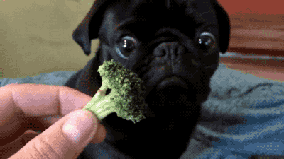 Pug Dog Slowly Eating Broccoli GIF
