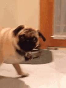 Pug Dog Standing