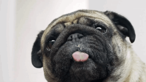 Pug Dog Sticking Tongue Out