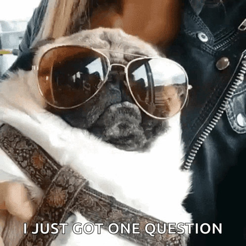 Pug Dog Sunglasses Says I Just Got One Question