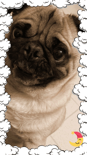 Pug Dog Surrounded By Clouds And Moon GIF