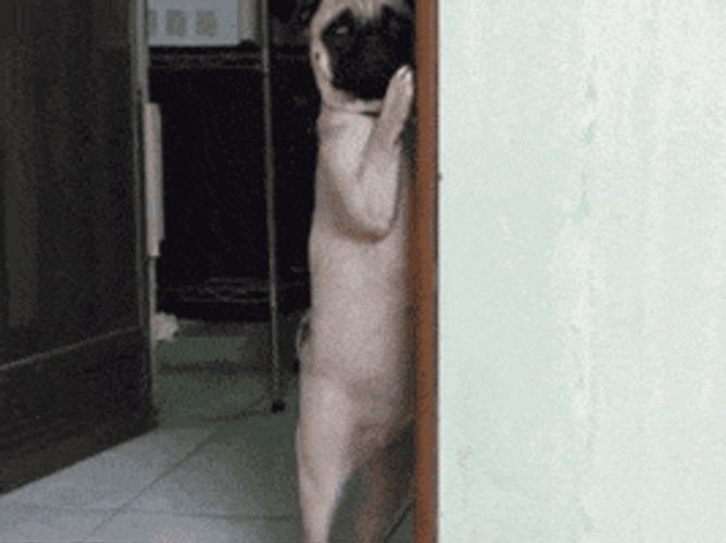 Pug Dog Suspicious Hiding GIF