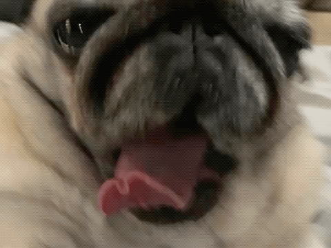 Pug Dog Tongue Out Mouth Open