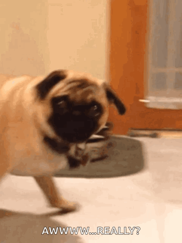 Pug Dog Walking Saying Awww Really