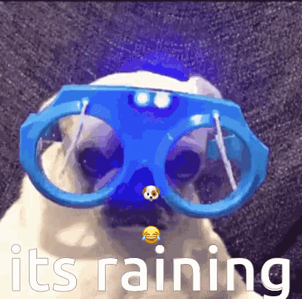 Pug Dog Wearing Blue Glasses Raining