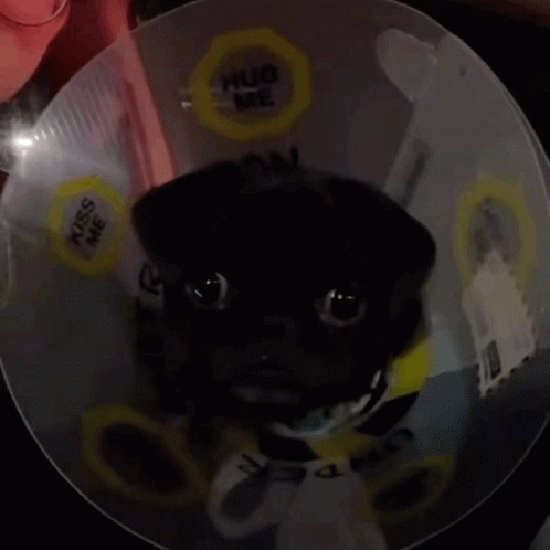 Pug Dog Wearing Cone Saying Hug Me