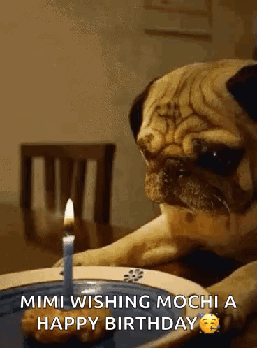 Pug Dog With Cake And Candle GIF