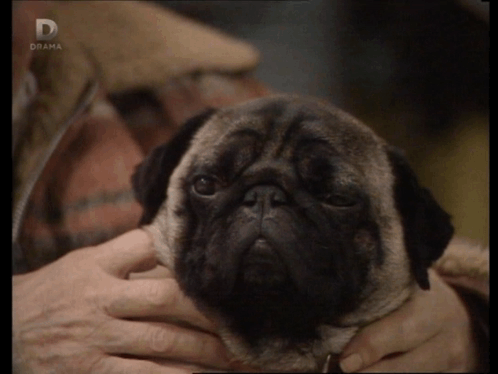 Pug Dog With D on Bottom Right