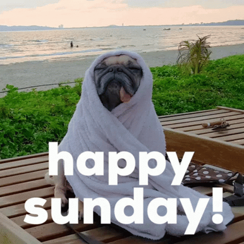 Pug Dog Wrapped In White Towel Happy Sunday GIF
