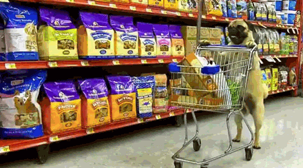 Pug Doing Groceries GIF