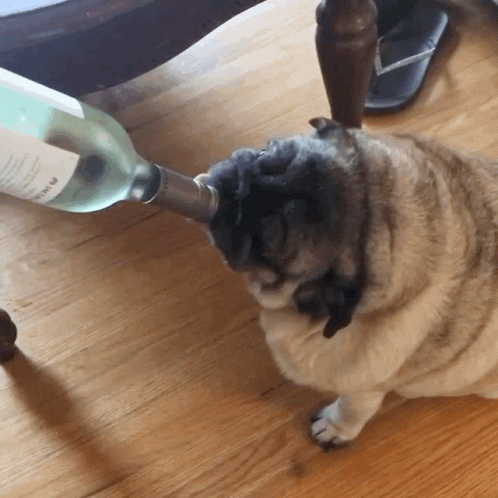 Pug Drinking From Bottle Labeled A