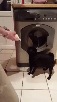Pug Eating Whip Cream GIF
