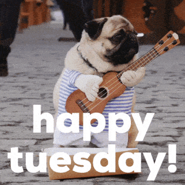 Pug Happy Tuesday Gif GIF