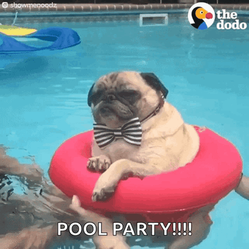 Pug in Bow Tie Floating Pool