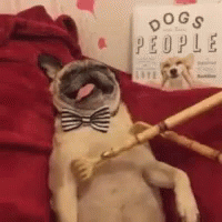 Pug in Bow Tie on Bed with Dog Book