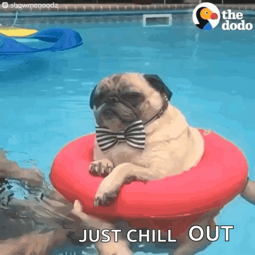 Pug in Bow Tie on Red Pool Float