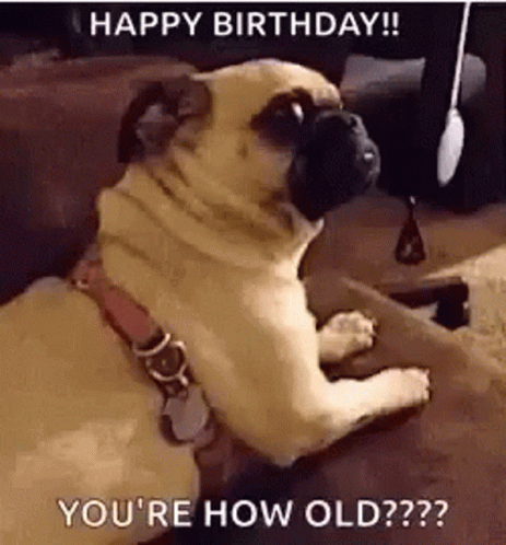 Pug Laying on Couch Looking at Camera Happy Birthday