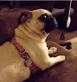 Pug Laying on Couch Paws on Arm Rests