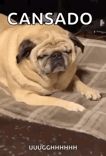Pug Laying With Eyes Closed
