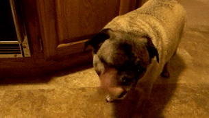 Pug Licking Tongue Out GIF