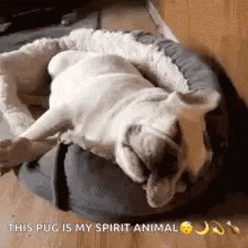 Pug Lying in Dog Bed