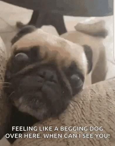 Pug on Couch Feeling Like a Begging Dog