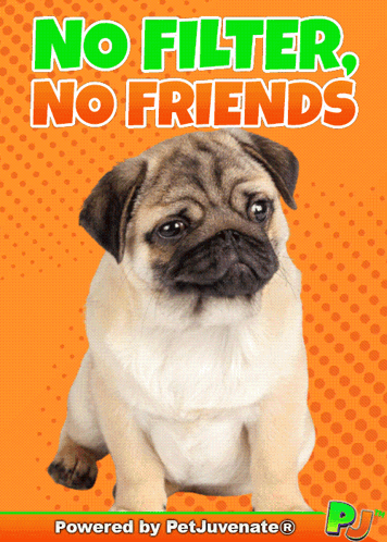 Pug Puppy No Filter No Friends Powered by Petjuvenate