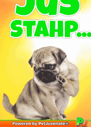Pug Puppy Saying Jus Stahp Powered by Petjuvenate