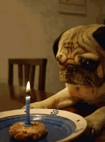 Pug Sad Dog Looking The Candle GIF