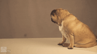Pug Startled With Things That Bounce GIF