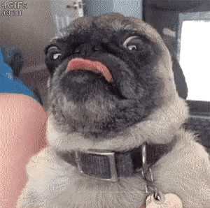 Pug Sticking Tongue Out at Laptop