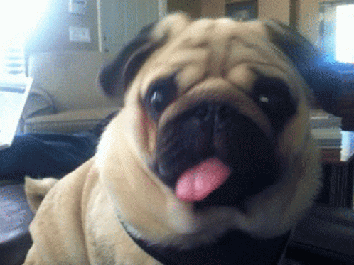 Pug Sticking Tongue Out