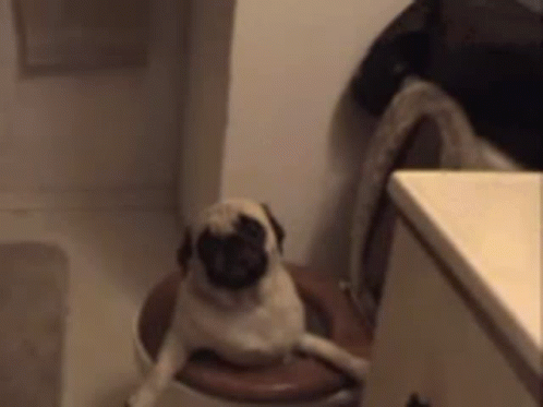 Pug Stuck On The Toilet GIF
