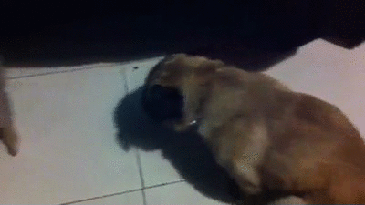 Pug Twerking On The Floor GIF