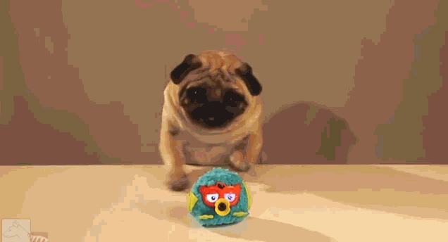 Pug Wanted Hasbro Furby GIF