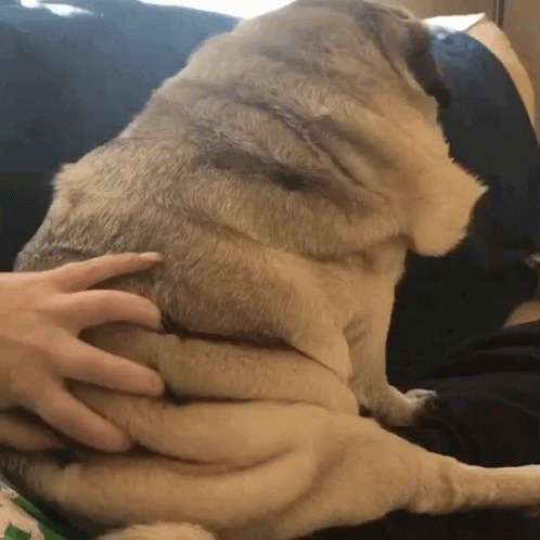 Pug Wiggling Skin Folds GIF