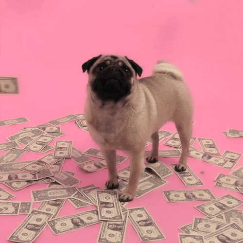 Pug With Money GIF