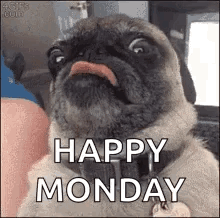 Pug With Tongue Out Happy Monday