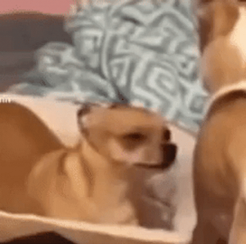 Puggle Dog Squint Eyes GIF