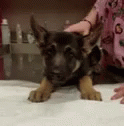 German Shephard Puppy Puking GIF