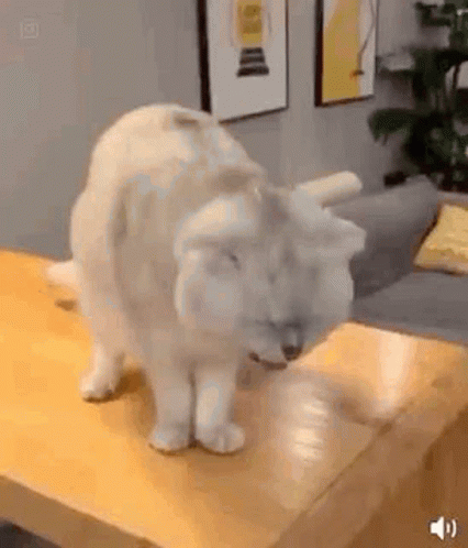 White Cat Puking GIF