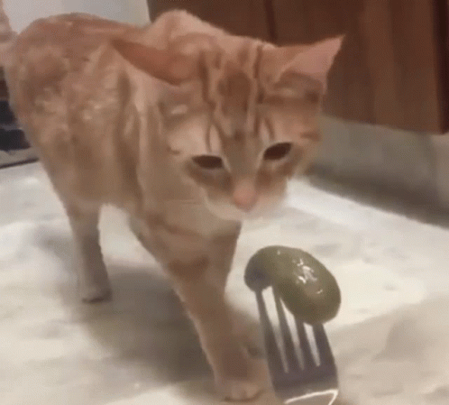 Cat Puking To Pickles GIF