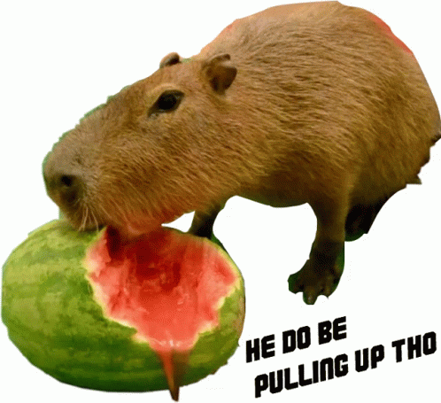 Pulling Capybara Eating Watermelon GIF