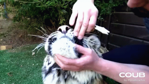 Pulling Teeth Of The Tiger GIF