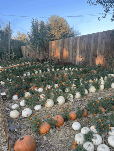 Pumpkin Garden Ready To Spice GIF