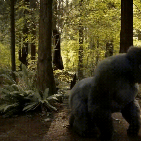 Punching Chest Gorilla Dancing GIF