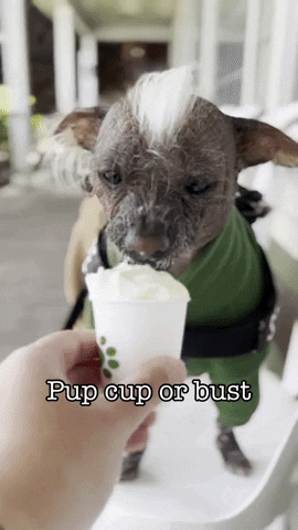 Pup Cup Butter Dog GIF